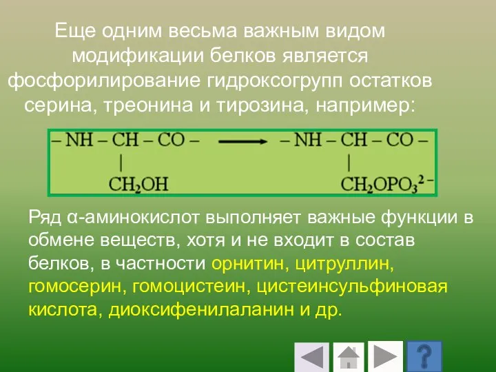 Еще одним весьма важным видом модификации белков является фосфорилирование гидроксогрупп остатков серина,