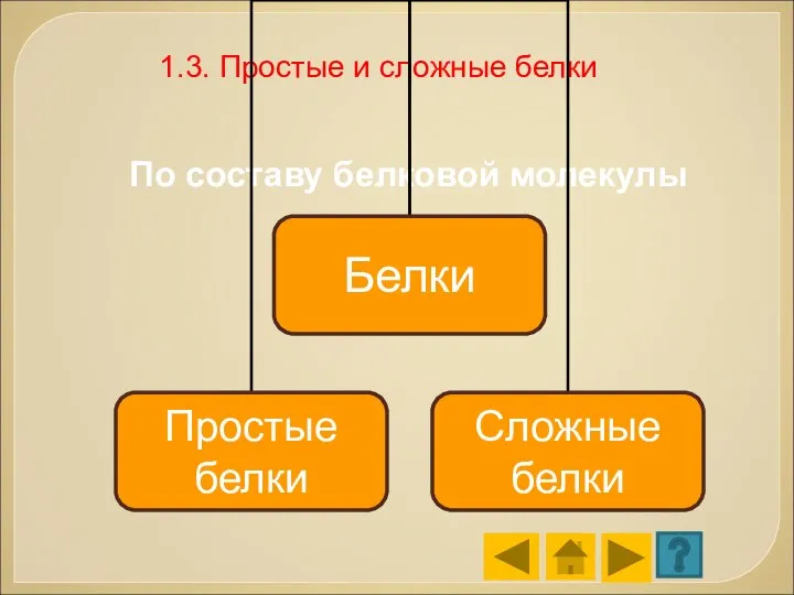 По составу белковой молекулы 1.3. Простые и сложные белки