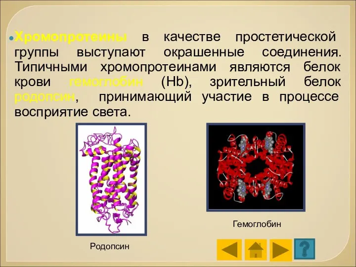 Хромопротеины в качестве простетической группы выступают окрашенные соединения. Типичными хромопротеинами являются белок