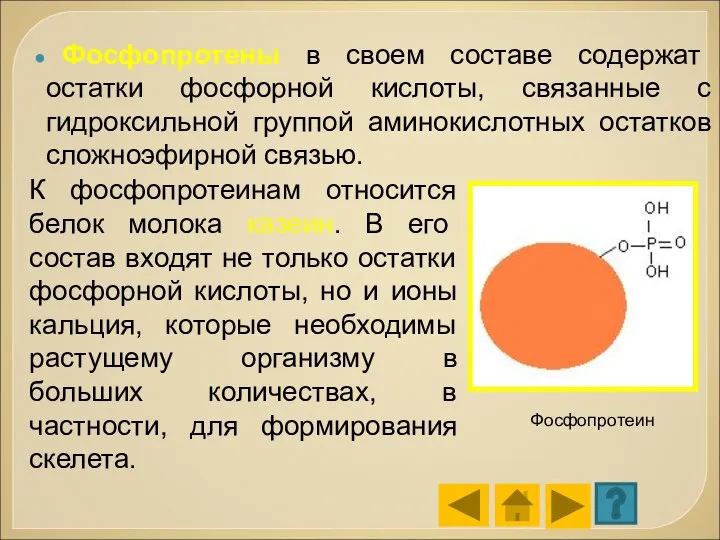 Фосфопротены в своем составе содержат остатки фосфорной кислоты, связанные с гидроксильной группой