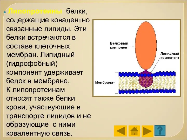 Липопротеины белки, содержащие ковалентно связанные липиды. Эти белки встречаются в составе клеточных