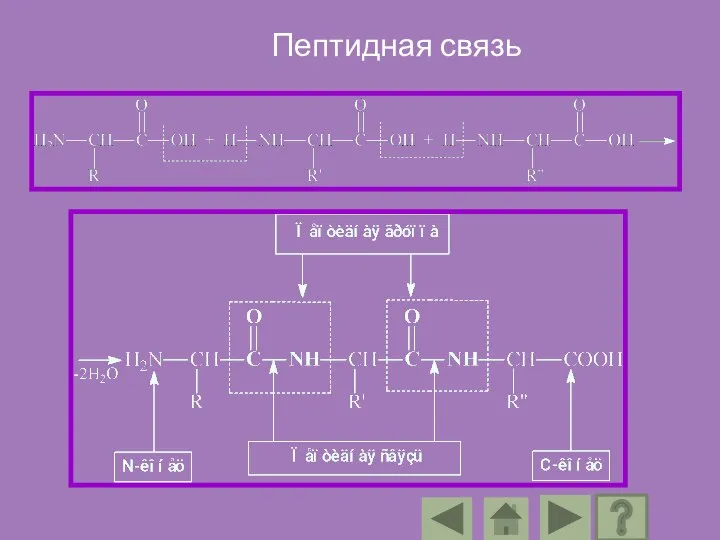 Пептидная связь