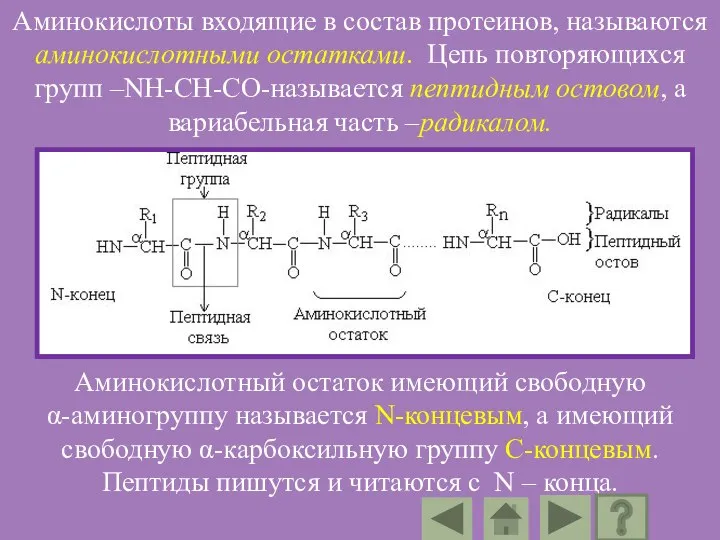 Аминокислоты входящие в состав протеинов, называются аминокислотными остатками. Цепь повторяющихся групп –NH-CH-CO-называется