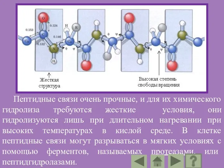 Пептидные связи очень прочные, и для их химического гидролиза требуются жесткие условия,