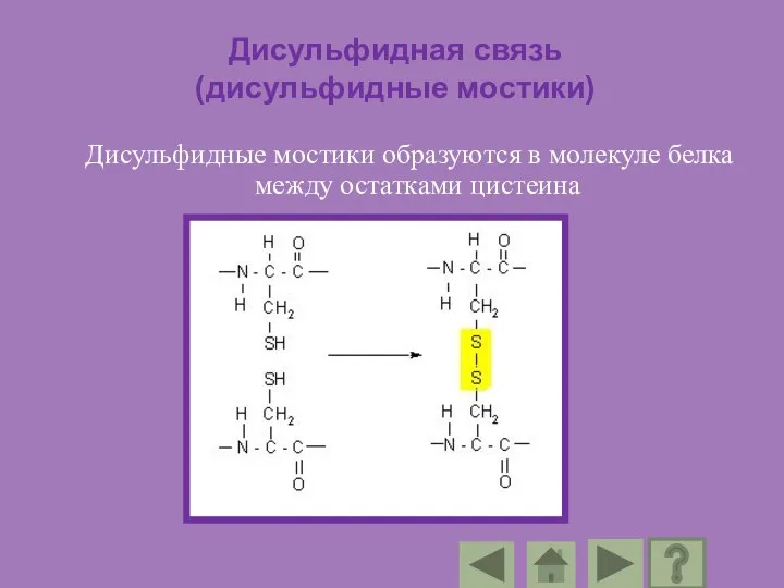 Дисульфидная связь (дисульфидные мостики) Дисульфидные мостики образуются в молекуле белка между остатками цистеина