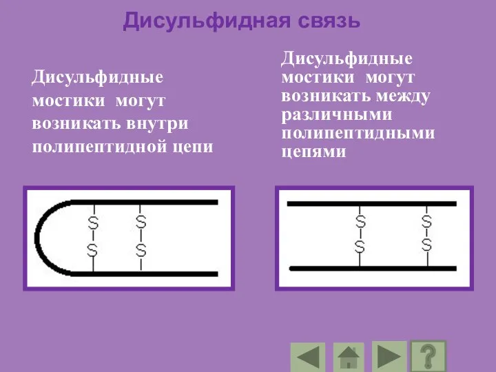 Дисульфидная связь Дисульфидные мостики могут возникать внутри полипептидной цепи Дисульфидные мостики могут