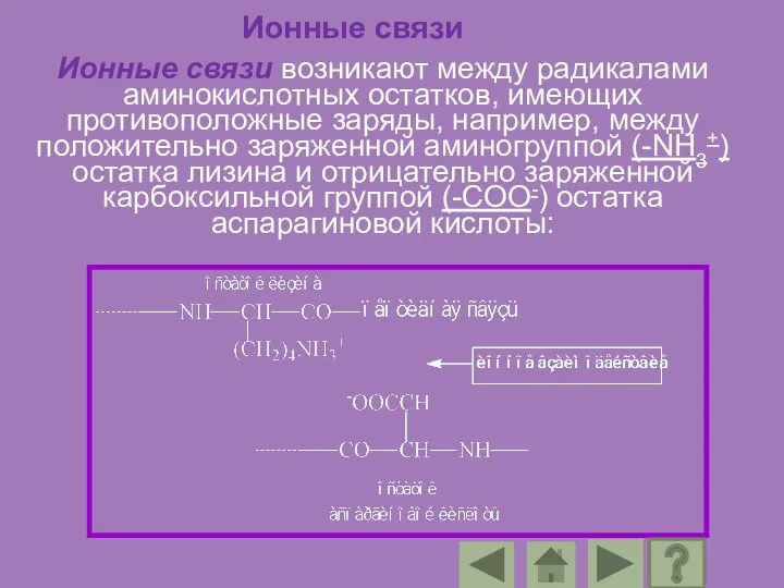 Ионные связи Ионные связи возникают между радикалами аминокислотных остатков, имеющих противоположные заряды,