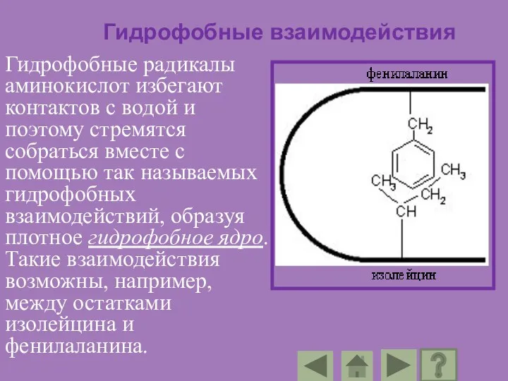 Гидрофобные взаимодействия Гидрофобные радикалы аминокислот избегают контактов с водой и поэтому стремятся