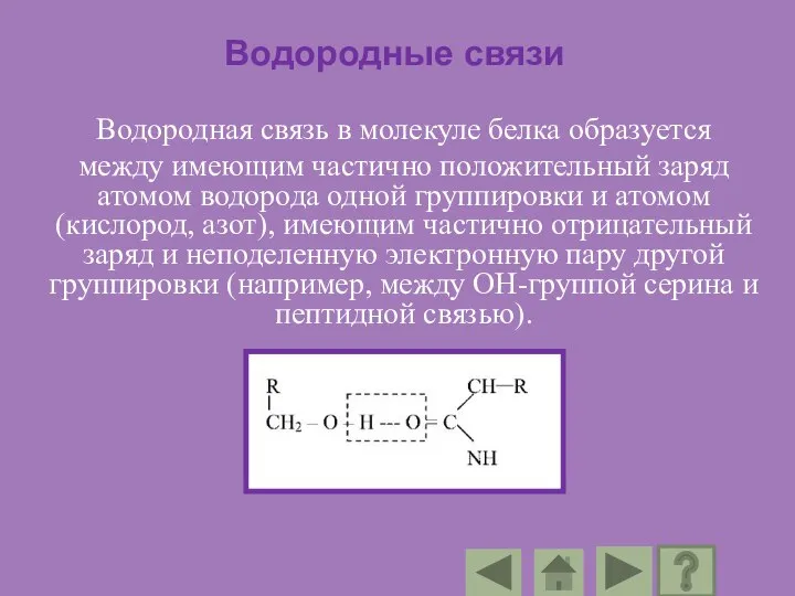 Водородные связи Водородная связь в молекуле белка образуется между имеющим частично положительный