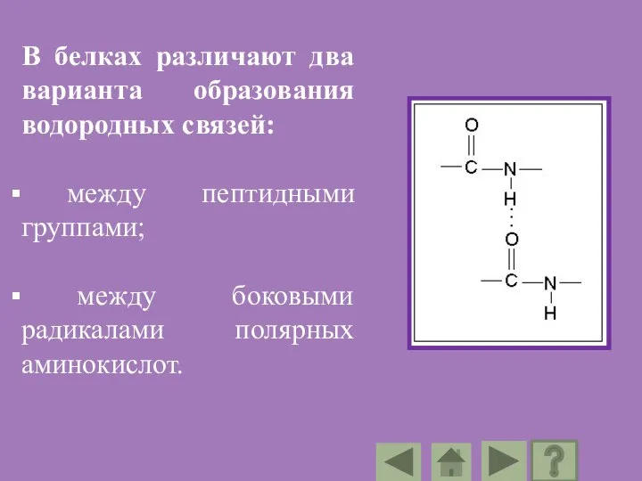 В белках различают два варианта образования водородных связей: между пептидными группами; между боковыми радикалами полярных аминокислот.