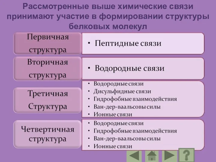 Рассмотренные выше химические связи принимают участие в формировании структуры белковых молекул