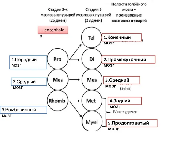 1.Передний мозг 2.Средний мозг 3.Ромбовидный мозг 1.Конечный мозг 2.Промежуточный мозг 3.Средний мозг