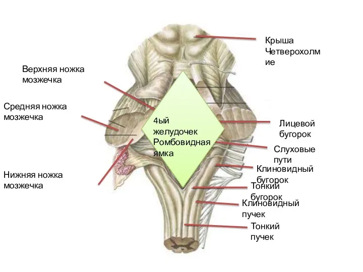 Крыша Четверохолмие Лицевой бугорок Верхняя ножка мозжечка Средняя ножка мозжечка Нижняя ножка