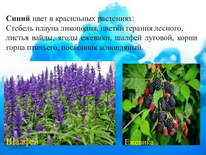 Синий цвет в красильных растениях: Стебель плауна ликоподия, цветки герания лесного, листья