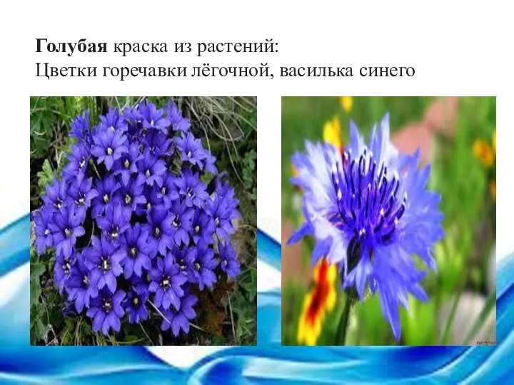 Голубая краска из растений: Цветки горечавки лёгочной, василька синего