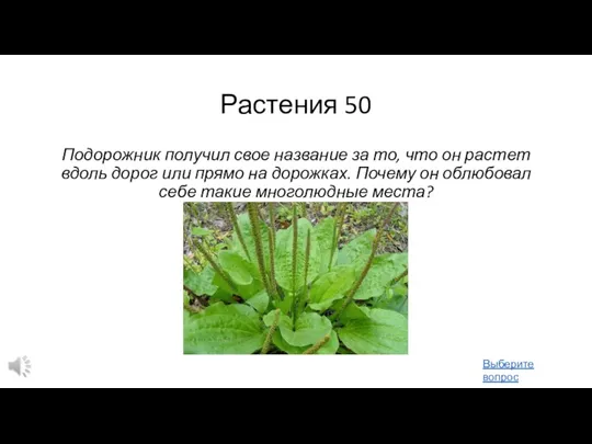 Растения 50 Подорожник получил свое название за то, что он растет вдоль