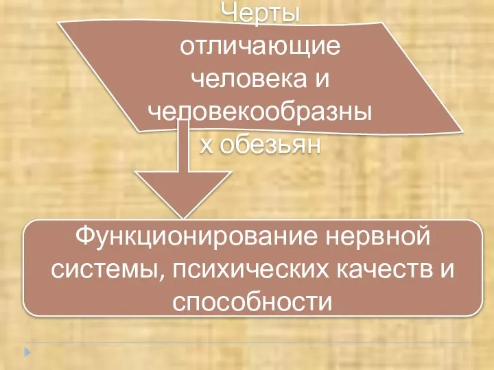 Черты отличающие человека и человекообразных обезьян Функционирование нервной системы, психических качеств и способности