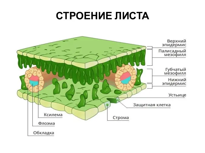 СТРОЕНИЕ ЛИСТА