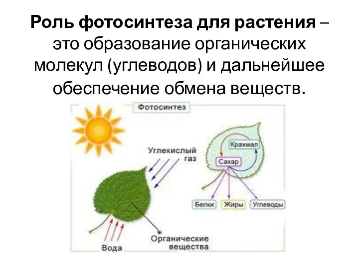 Роль фотосинтеза для растения – это образование органических молекул (углеводов) и дальнейшее обеспечение обмена веществ.