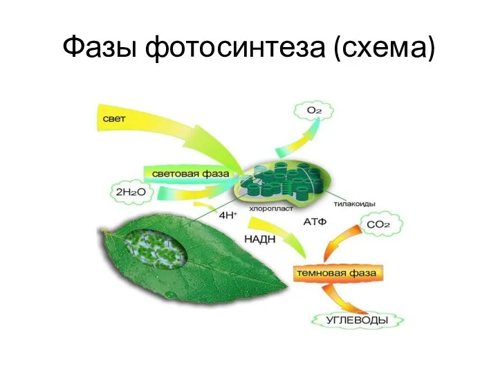 Фазы фотосинтеза (схема)