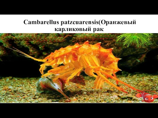 Cambarellus patzcuarensis(Оранжевый карликовый рак