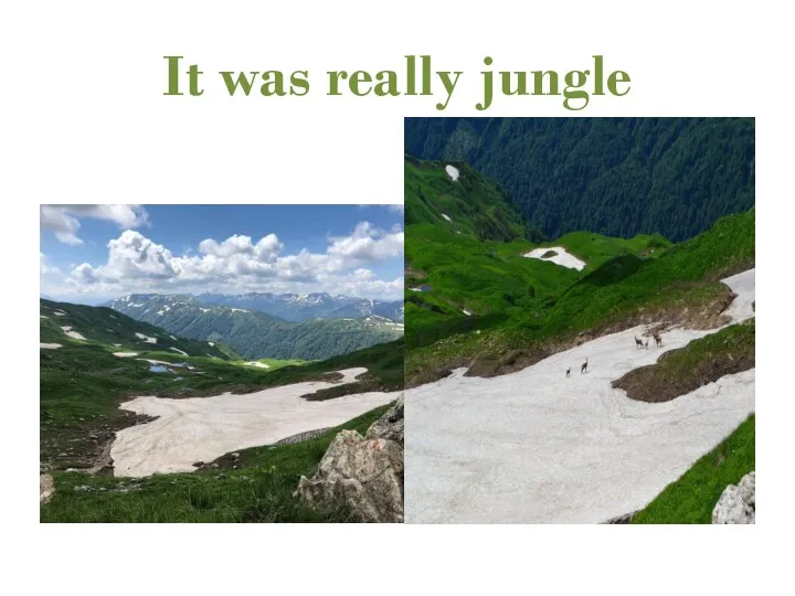 It was really jungle