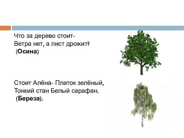 Что за дерево стоит- Ветра нет, а лист дрожит? (Осина) Стоит Алёна-