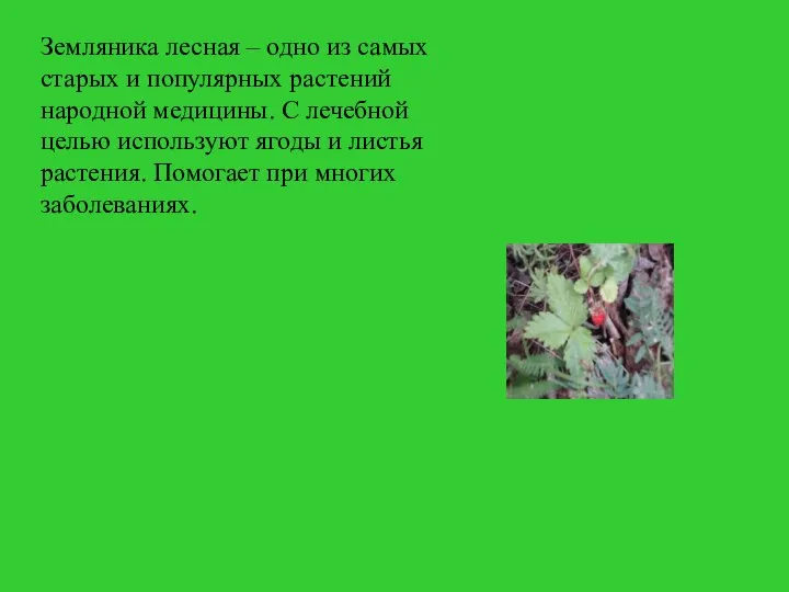 Земляника лесная – одно из самых старых и популярных растений народной медицины.