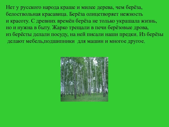 Нет у русского народа краше и милее дерева, чем берёза, белоствольная красавица.