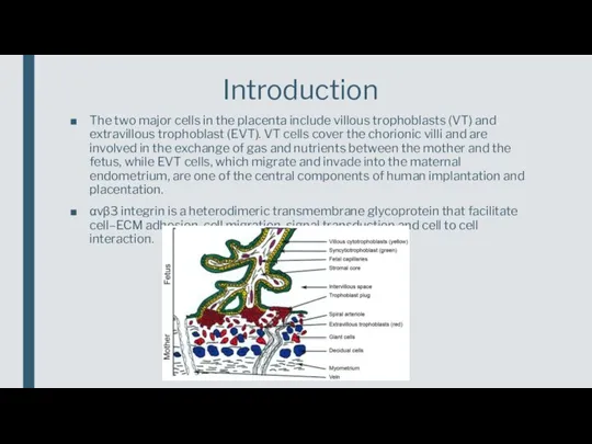 The two major cells in the placenta include villous trophoblasts (VT) and