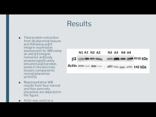 Total protein extraction from all placental tissues and following αvβ3 integrin expression