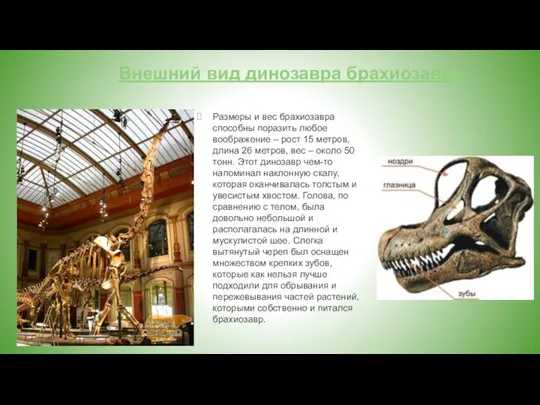 Внешний вид динозавра брахиозавра. Размеры и вес брахиозавра способны поразить любое воображение