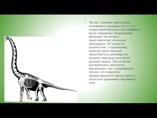 Так же, строение черепа этого ископаемого указывает на то, что ноздри располагались