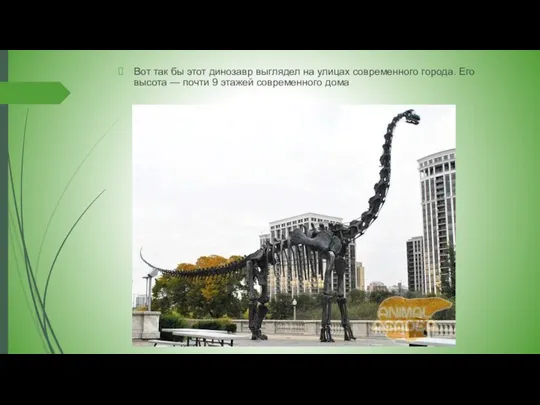 Вот так бы этот динозавр выглядел на улицах современного города. Его высота