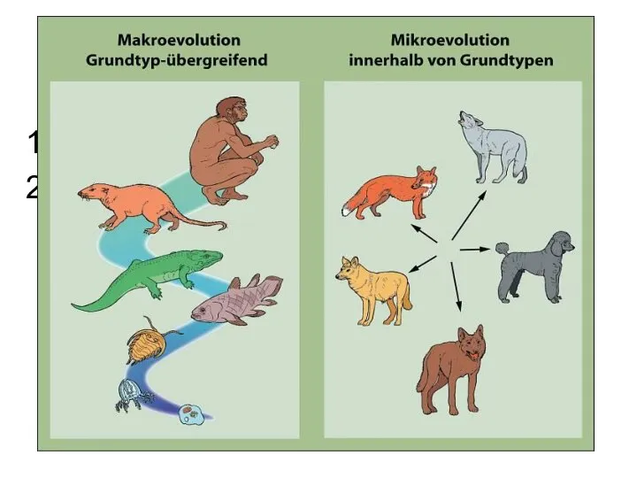 Таким образом, в эволюционном процессе выделяют два уровня: микроэволюционный макроэволюционный