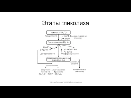 Этапы гликолиза " Общая биология" 19.03.01 Биотехнология