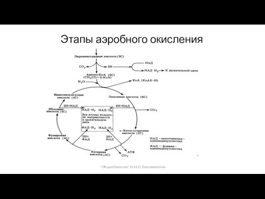 Этапы аэробного окисления " Общая биология" 19.03.01 Биотехнология