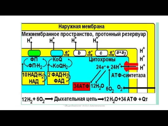 " Общая биология" 19.03.01 Биотехнология