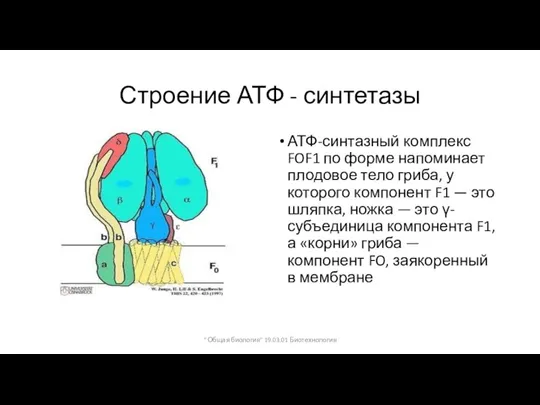 Строение АТФ - синтетазы АТФ-синтазный комплекс FOF1 по форме напоминает плодовое тело