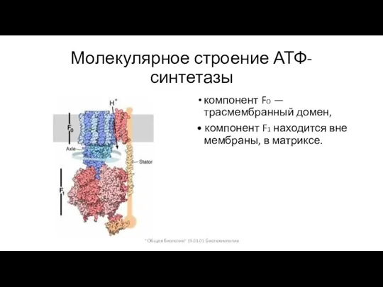 Молекулярное строение АТФ- синтетазы компонент FO — трасмембранный домен, • компонент F1