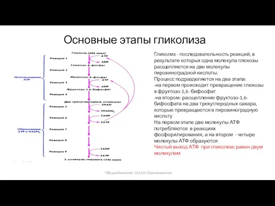 Основные этапы гликолиза Гликолиз - последовательность реакций, в результате которых одна молекула