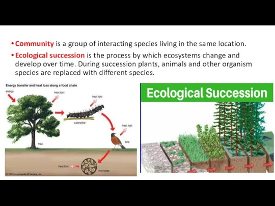 Community is a group of interacting species living in the same location.
