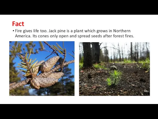Fact Fire gives life too. Jack pine is a plant which grows
