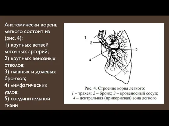 Анатомически корень легкого состоит из (рис. 4): 1) крупных ветвей легочных артерий;