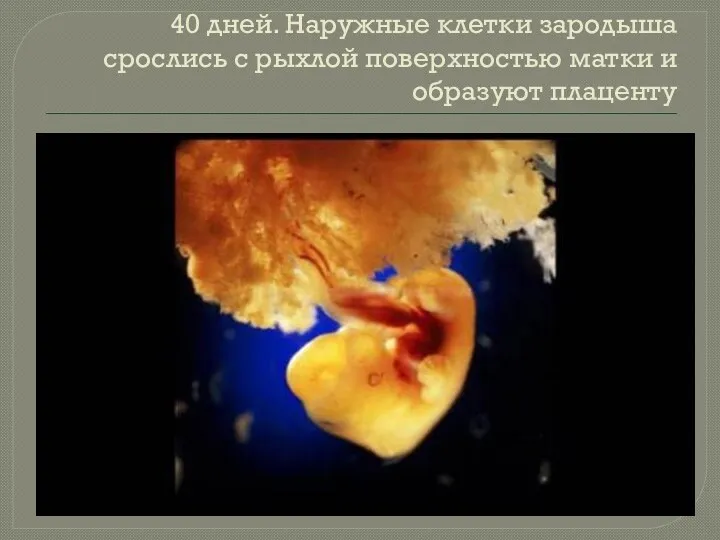 40 дней. Наружные клетки зародыша срослись с рыхлой поверхностью матки и образуют плаценту