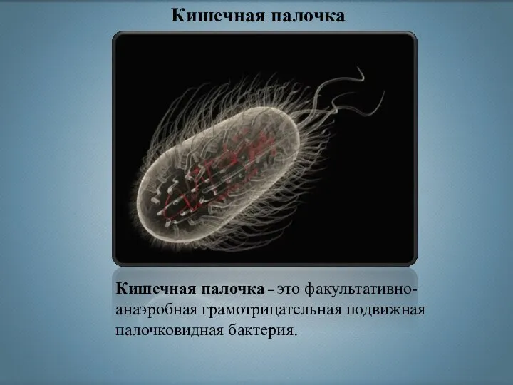 Кишечная палочка Кишечная палочка – это факультативно-анаэробная грамотрицательная подвижная палочковидная бактерия.