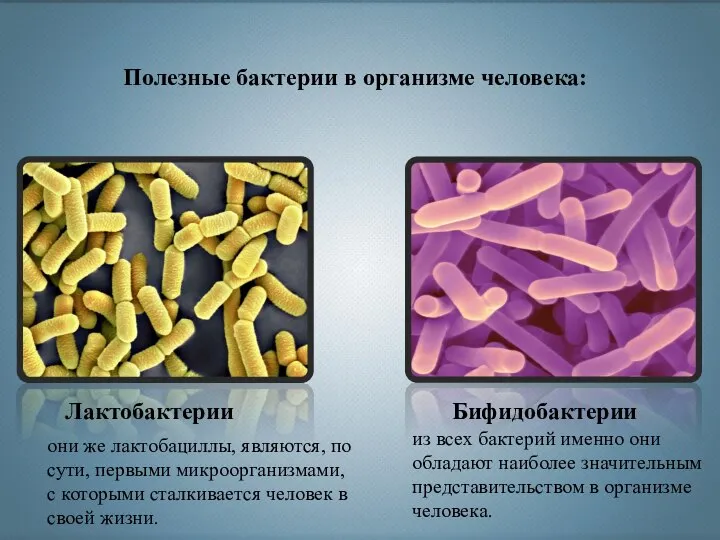 Полезные бактерии в организме человека: Лактобактерии Бифидобактерии они же лактобациллы, являются, по