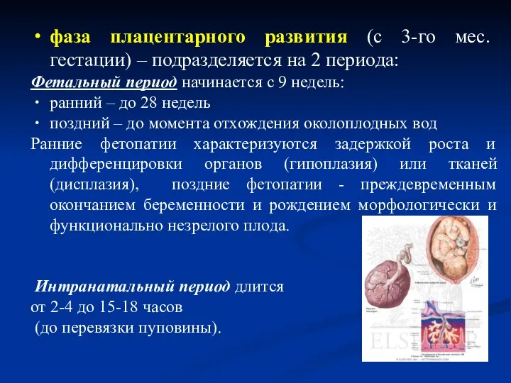 фаза плацентарного развития (с 3-го мес. гестации) – подразделяется на 2 периода: