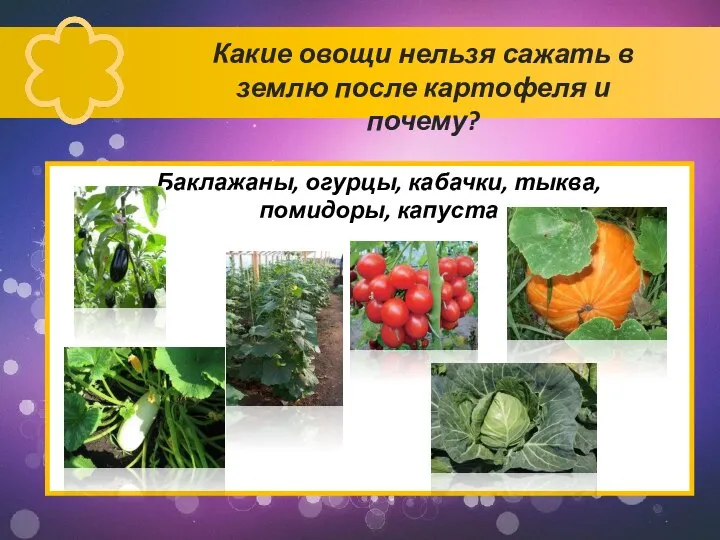 Какие овощи нельзя сажать в землю после картофеля и почему? Баклажаны, огурцы, кабачки, тыква, помидоры, капуста
