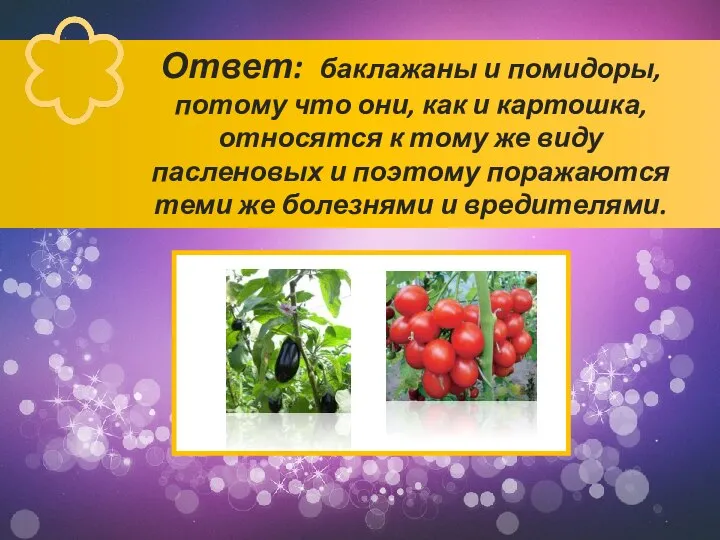 Ответ: баклажаны и помидоры, потому что они, как и картошка, относятся к